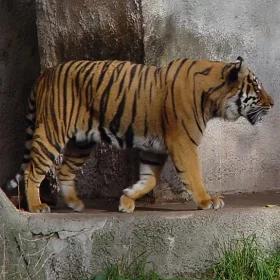 Tragiczny wypadek w zoo. Tygrys zabił człowieka