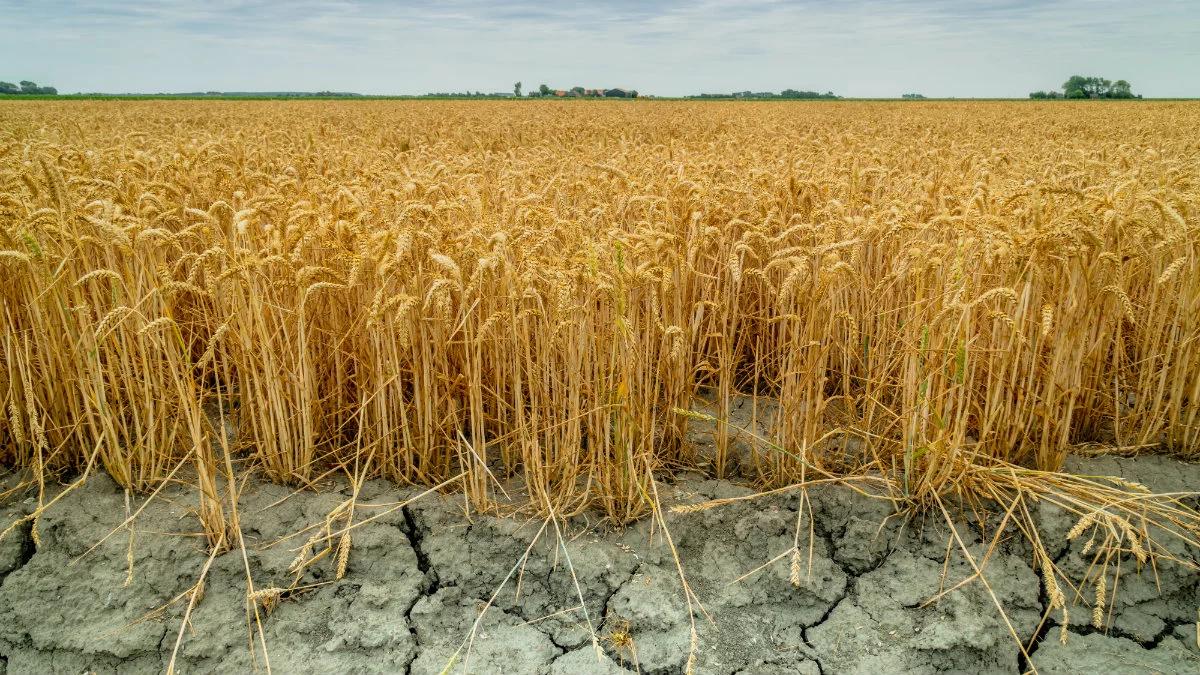 Rzecznik IMGW: tegoroczna susza hydrologiczna w Polsce była jedną z najgroźniejszych