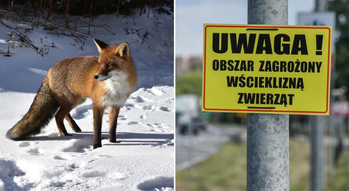 Wścieklizna sieje popłoch w Lubelskiem. Obowiązkowe szczepienia i odstrzał sanitarny