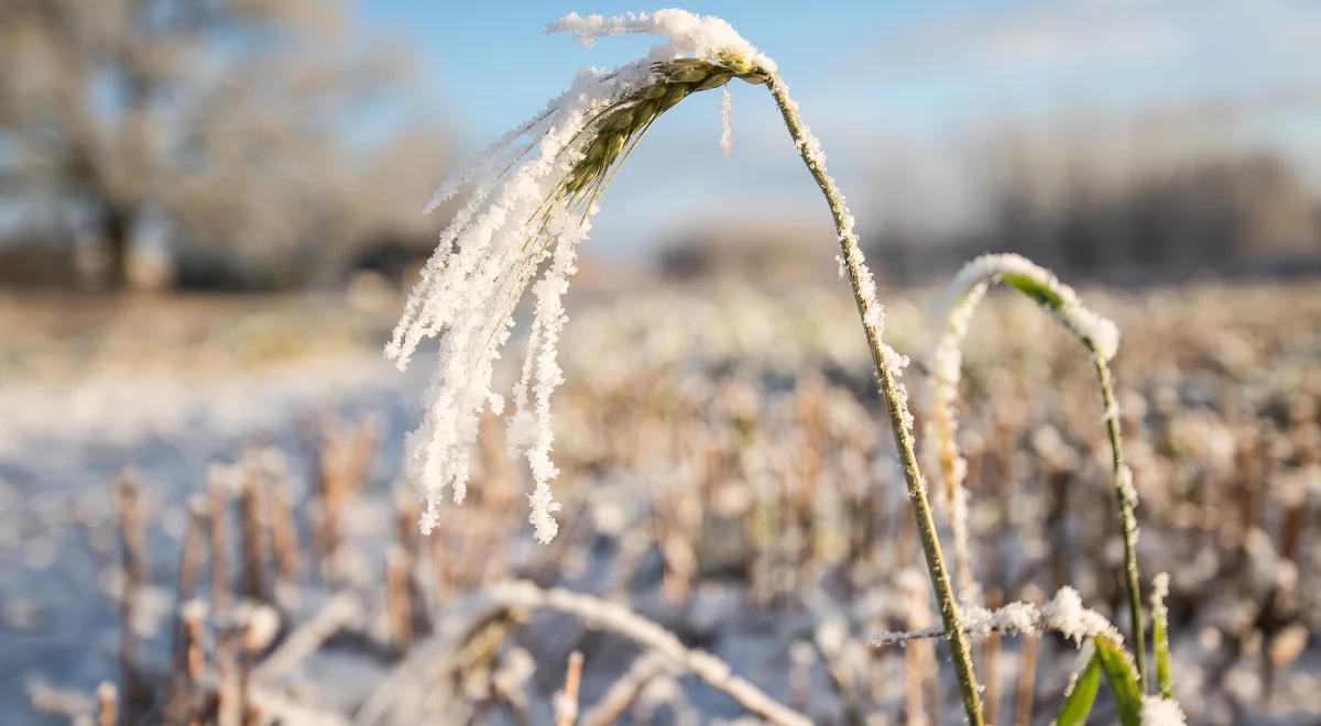 Temperatura powietrza spadnie nawet do -7 stopni. IMGW ostrzega przed przymrozkami