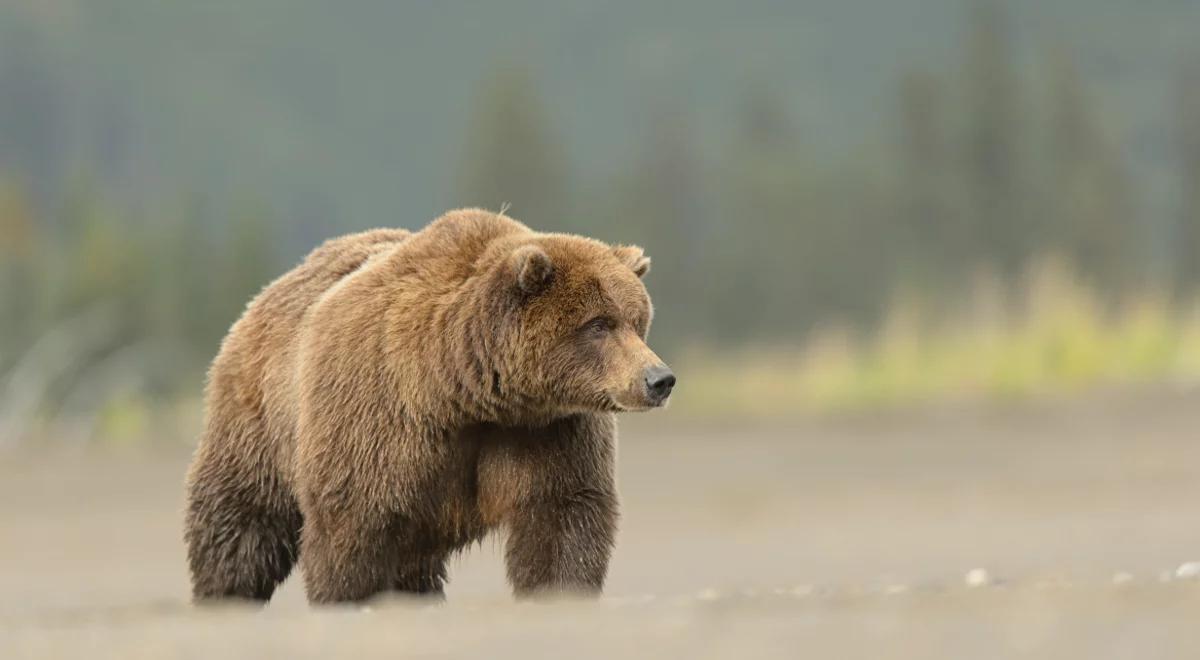 Bieszczady: niedźwiedź zaatakował mężczyznę. 53-latek ma liczne obrażenia