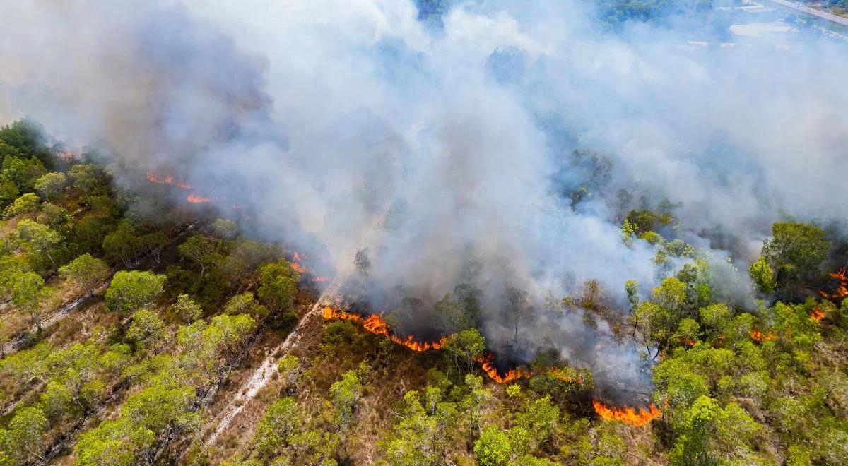 Rekordowe pożary w Amazonii. Winny jest człowiek i zmiany klimatu