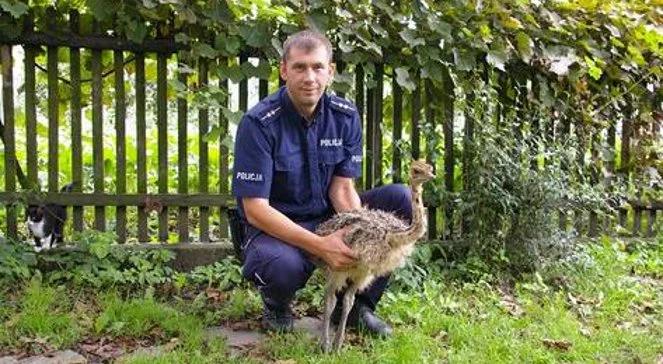 Policjanci odzyskali... pięć strusich piskląt