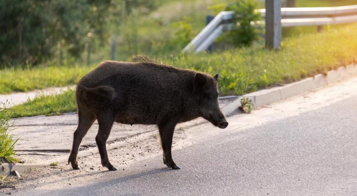 Dzik "ukradł" nudyście torbę z laptopem. Mężczyzna ruszył za nim w pościg