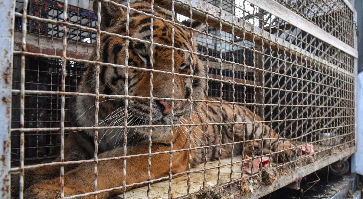 Tygrysy dowiezione do zoo w Poznaniu. "Sytuacja jest dramatyczna"