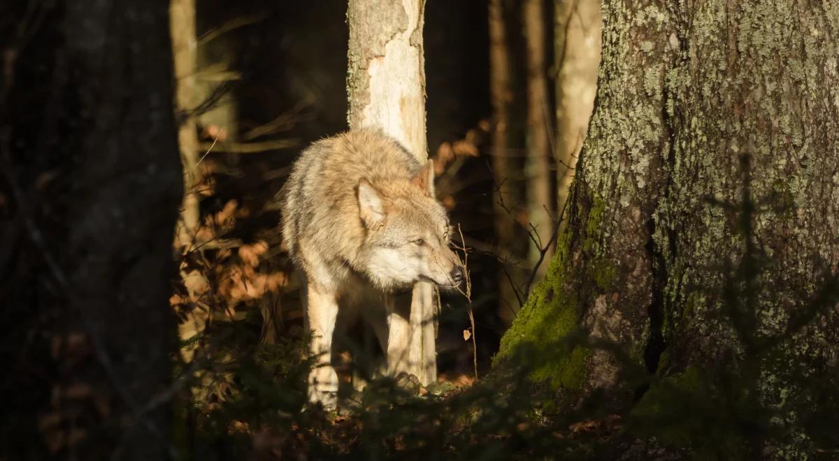 Atak wilka w Bieszczadach? Pogryzione dzieci trafiły do szpitala