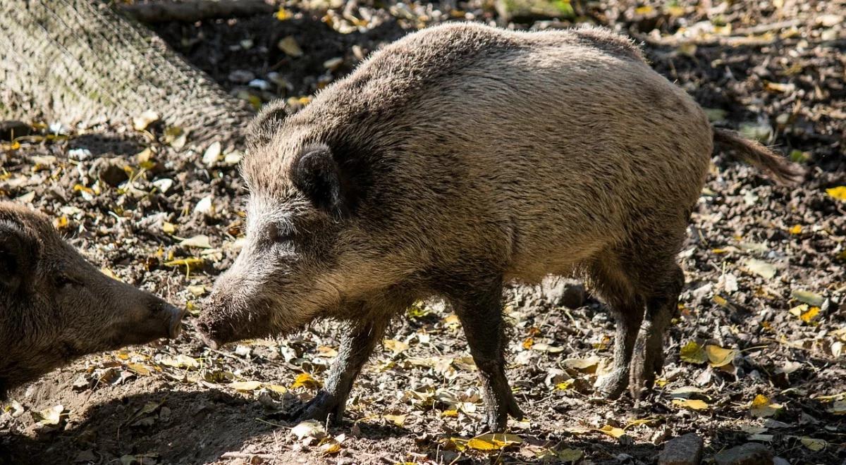 Rolnicy: dziki coraz bardziej zagrażają uprawom