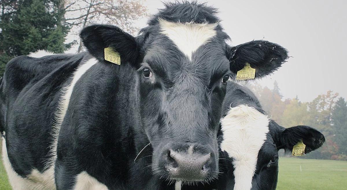 Farma Mleka i jej fikcyjne krowy. UOKiK udokumentował nieuczciwe praktyki spółki