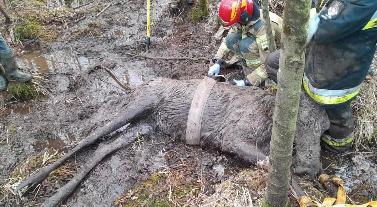 Niesamowita akcja strażaków. Uratowali łosia, który ugrzązł w bagnie