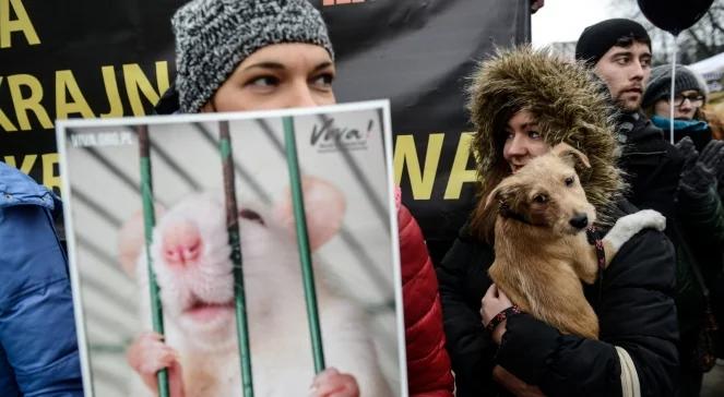 Testy na zwierzętach: posłowie chcą zaostrzenia przepisów. "To za mało"