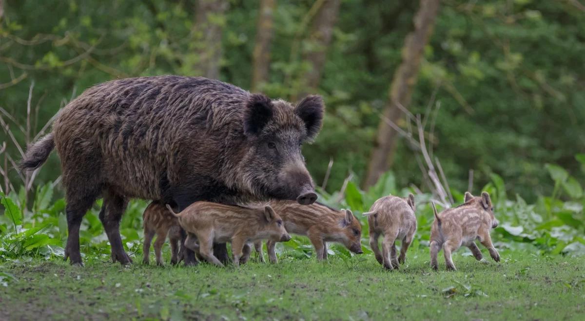 Rolnicy z terenów objętych ASF mogą wnioskować o pomoc na likwidację hodowli świń