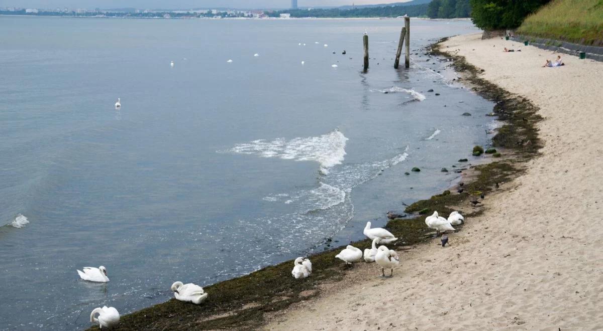 Zakwit sinic nad Zatoką Gdańską. Zobacz, które kąpieliska zamknięto