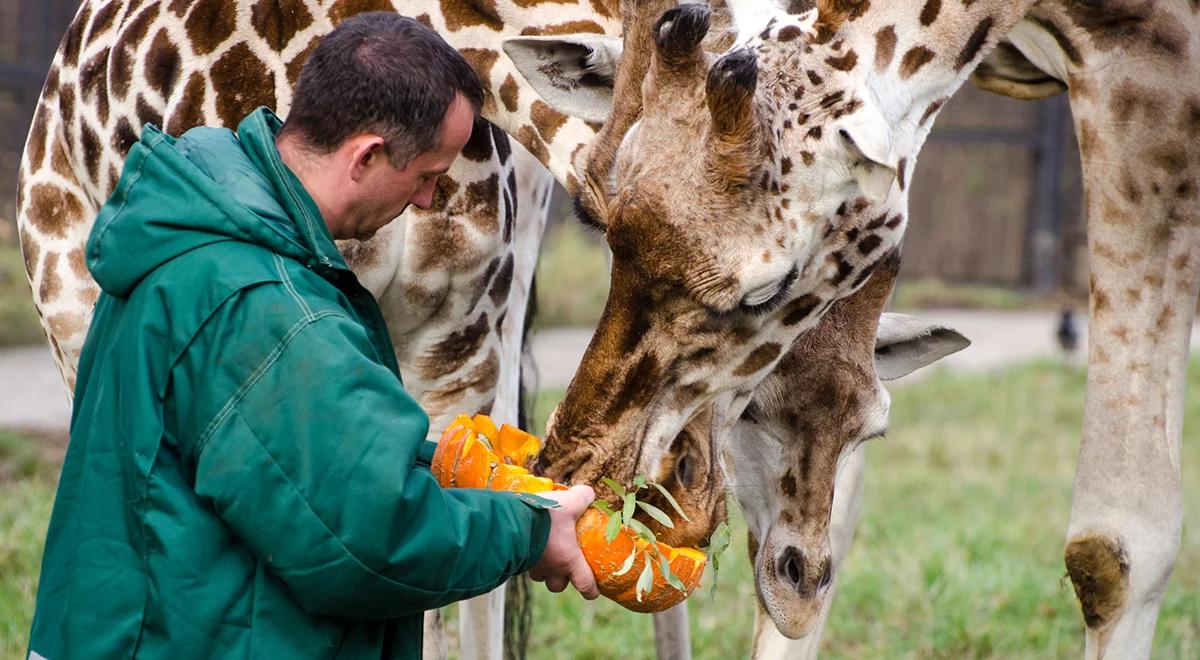 Znaczenie ogrodów zoologicznych. "To enklawy"