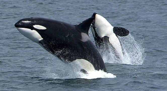Naukowcy: orki polują na rekiny. Nauczyły się "ciosu karate"