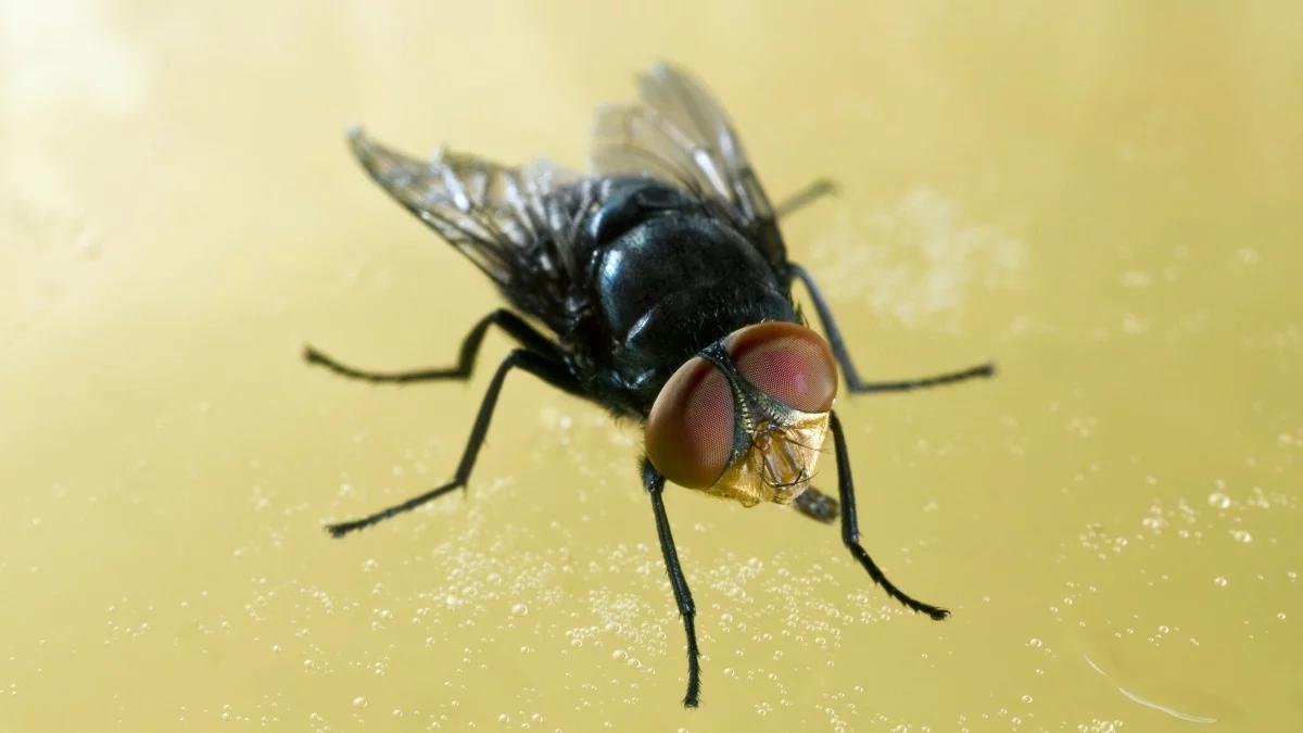 Rozprzestrzenia się epidemia muchy śrubowej. Larwy żywią się ludzkim ciałem