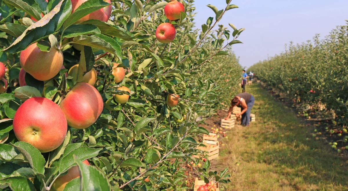 Prawie 1,7 mln zł kary za opóźnione płatności dla sadowników. Jest decyzja UOKiK