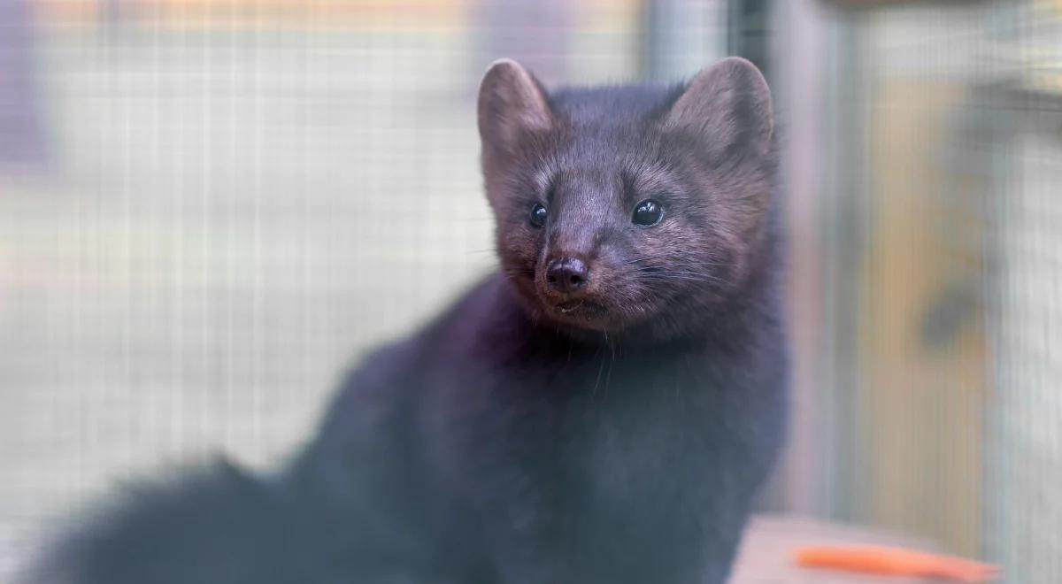 Koronawirus na fermie norek na Pomorzu. Minister rolnictwa zlecił badania