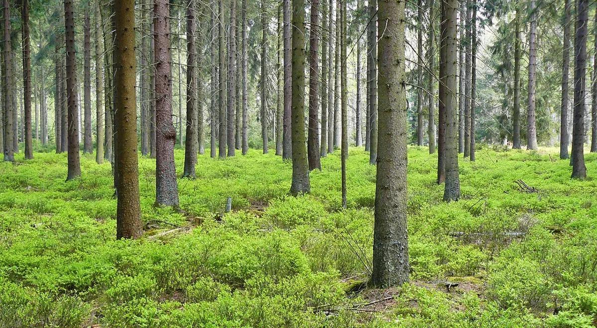 Białoruś wznowi eksport nieprzetworzonego drewna