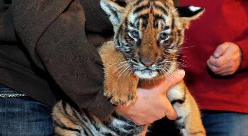 Źle traktowali zwierzęta? Zoo zamknięte
