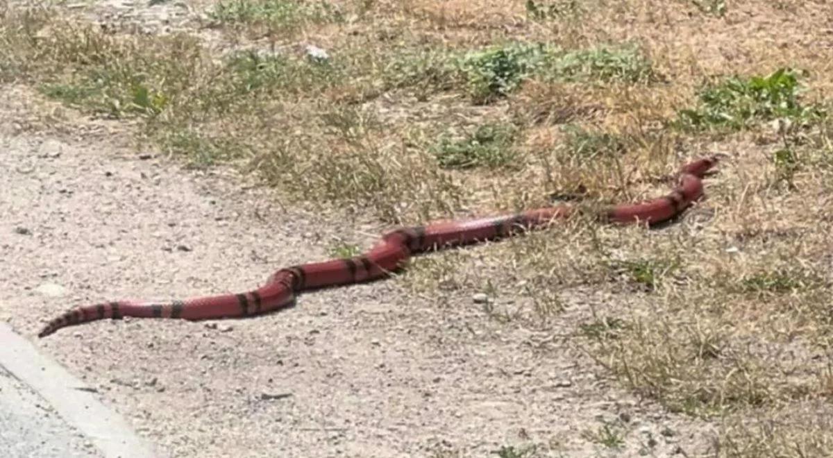 Egzotyczny wąż na wrocławskim osiedlu. Mieszkańcy coraz bardziej zaniepokojeni 