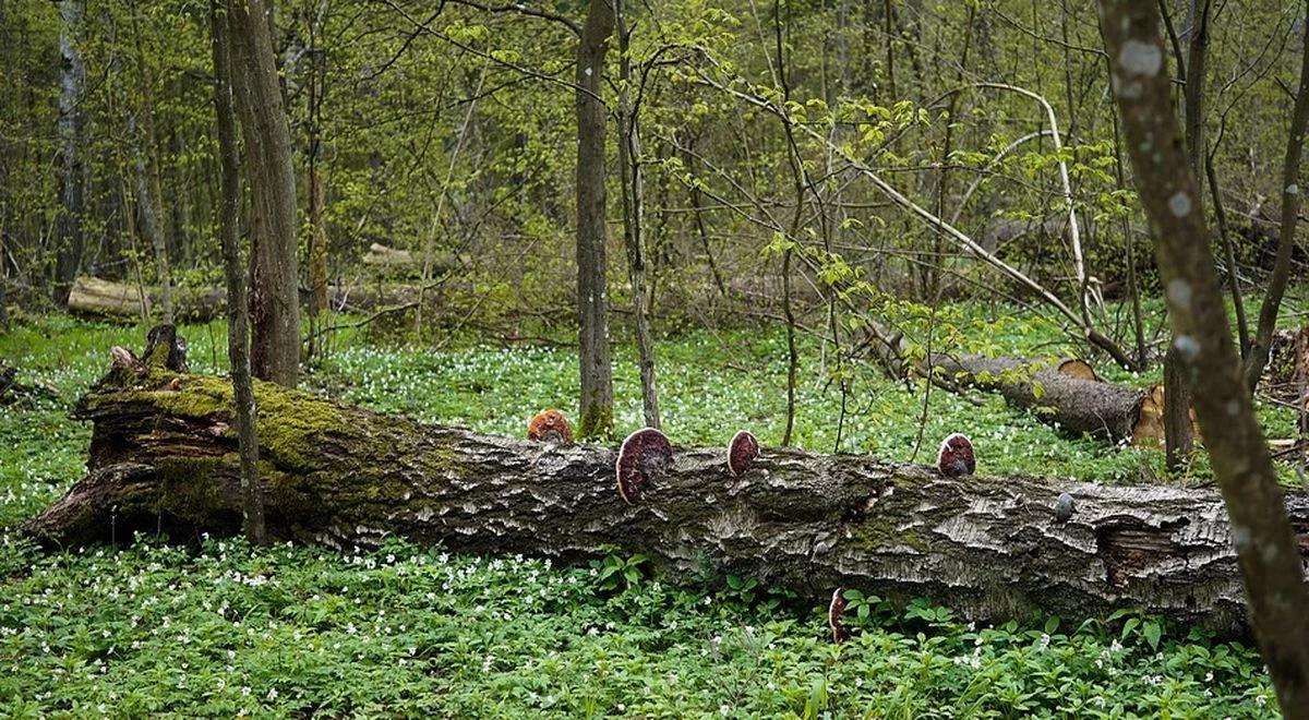 Co dalej z Puszczą Białowieską? Ekolodzy: wyrządzone szkody najlepiej zminimalizuje natura