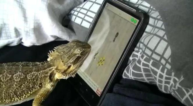 Jaszczurka bije rekordy w grze Ant Crusher