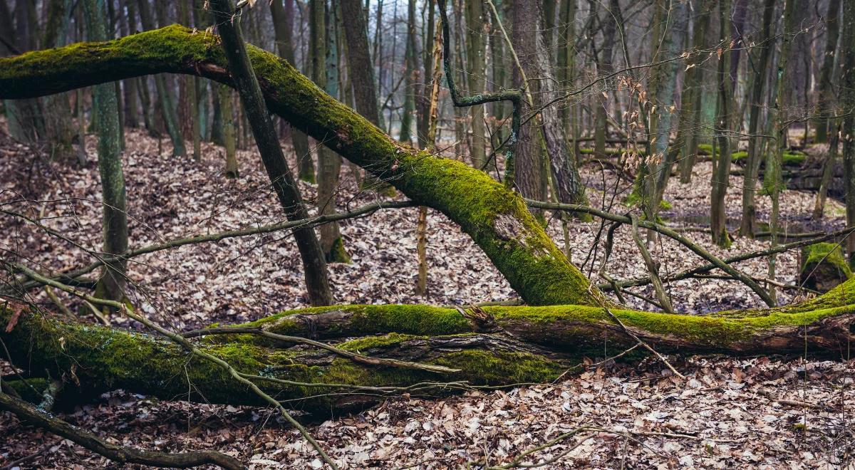 Pogoda: czekają nas pochmurny dzień i niższe temperatury
