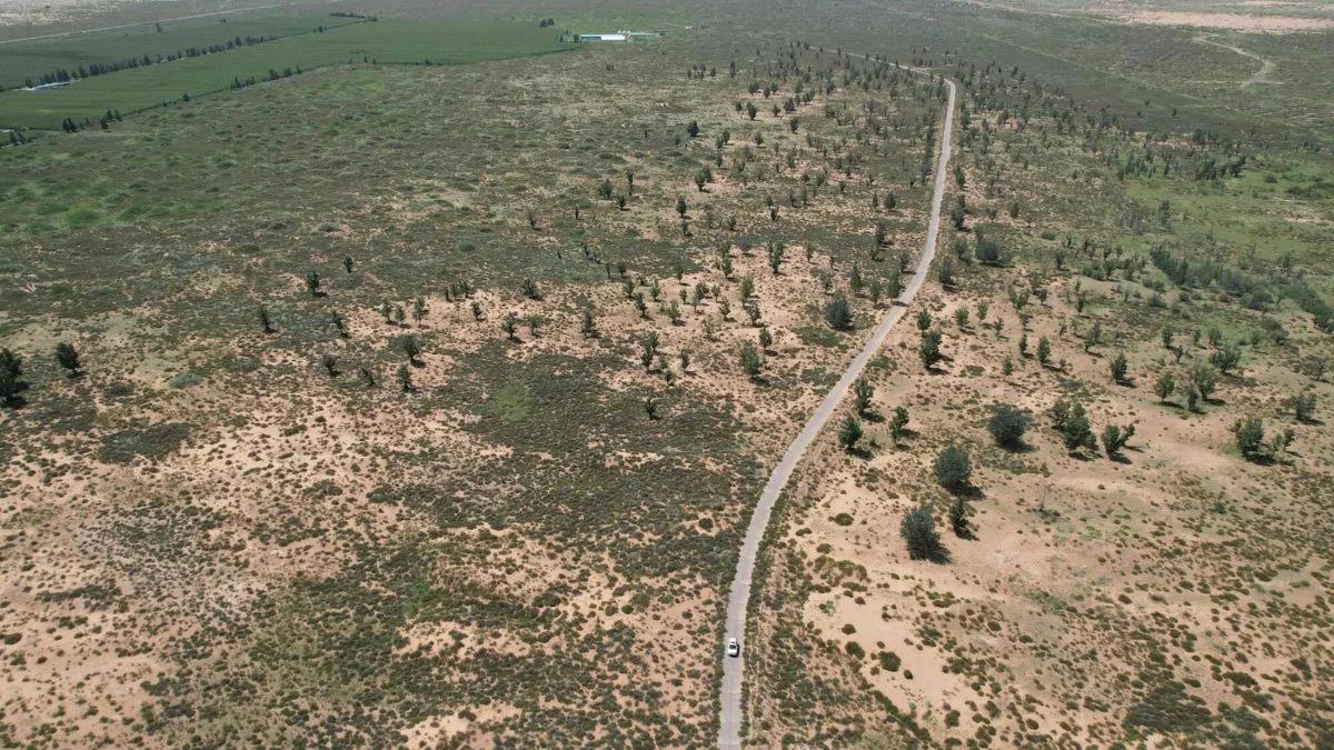 90 milionów hektarów pustyni zamienili w las