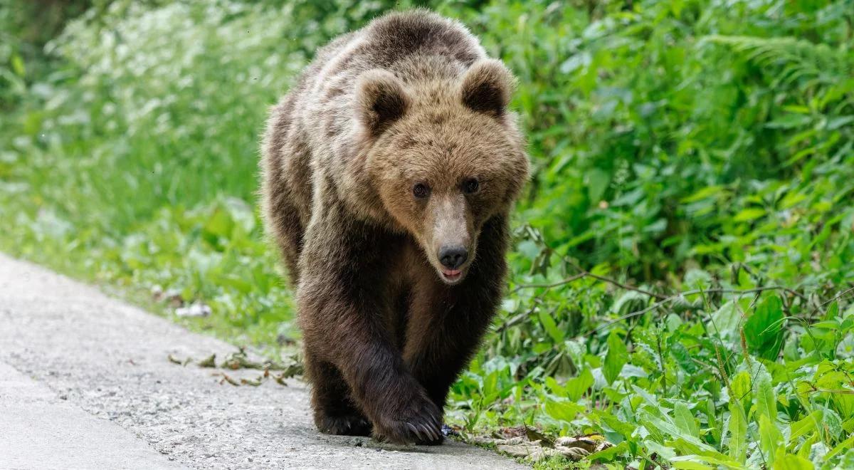 Atak niedźwiedzia w słowackich Tatrach. Rzucił się na turystę z Polski