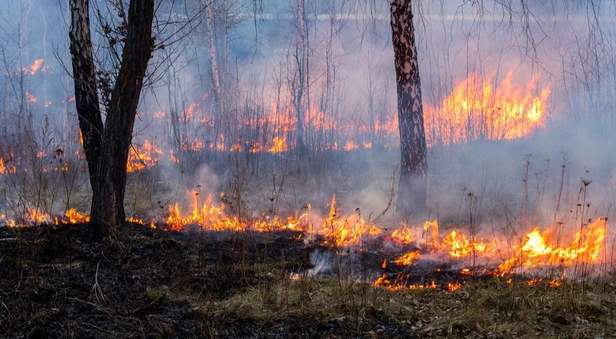 Nieumyślnie podpalił las. Został ułaskawiony przez prezydenta