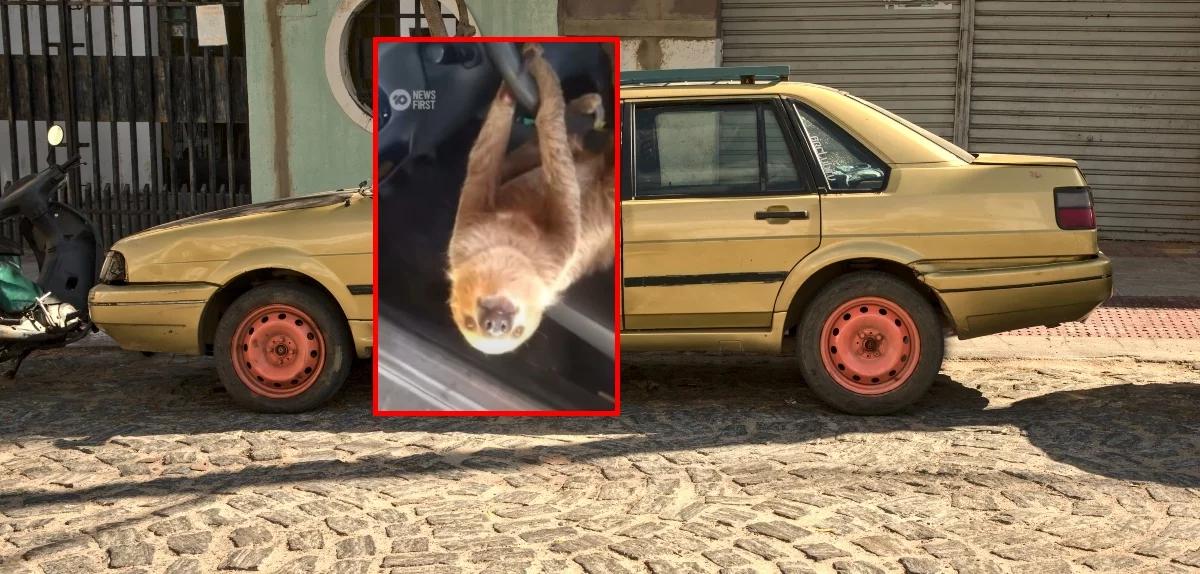 Otworzył drzwi samochodu. Na kierownicy wisiał... leniwiec