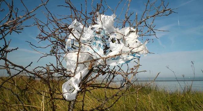 Torebka foliowa – wróg środowiska