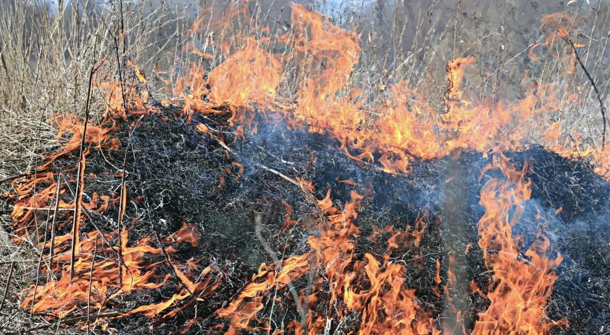 Wypalanie traw: liczba pożarów zmniejsza się, ale to i tak nadal poważne zagrożenie dla środowiska i ludzi