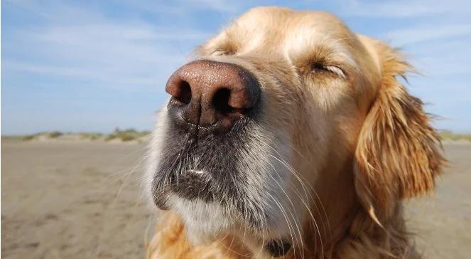 We Włoszech powstają pierwsze psie plaże