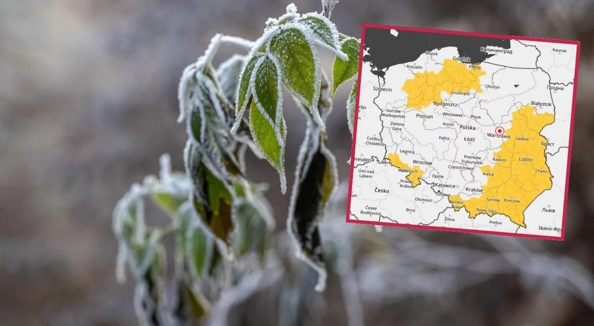 Przymrozki nie odpuszczają. Mamy najnowsze informacje