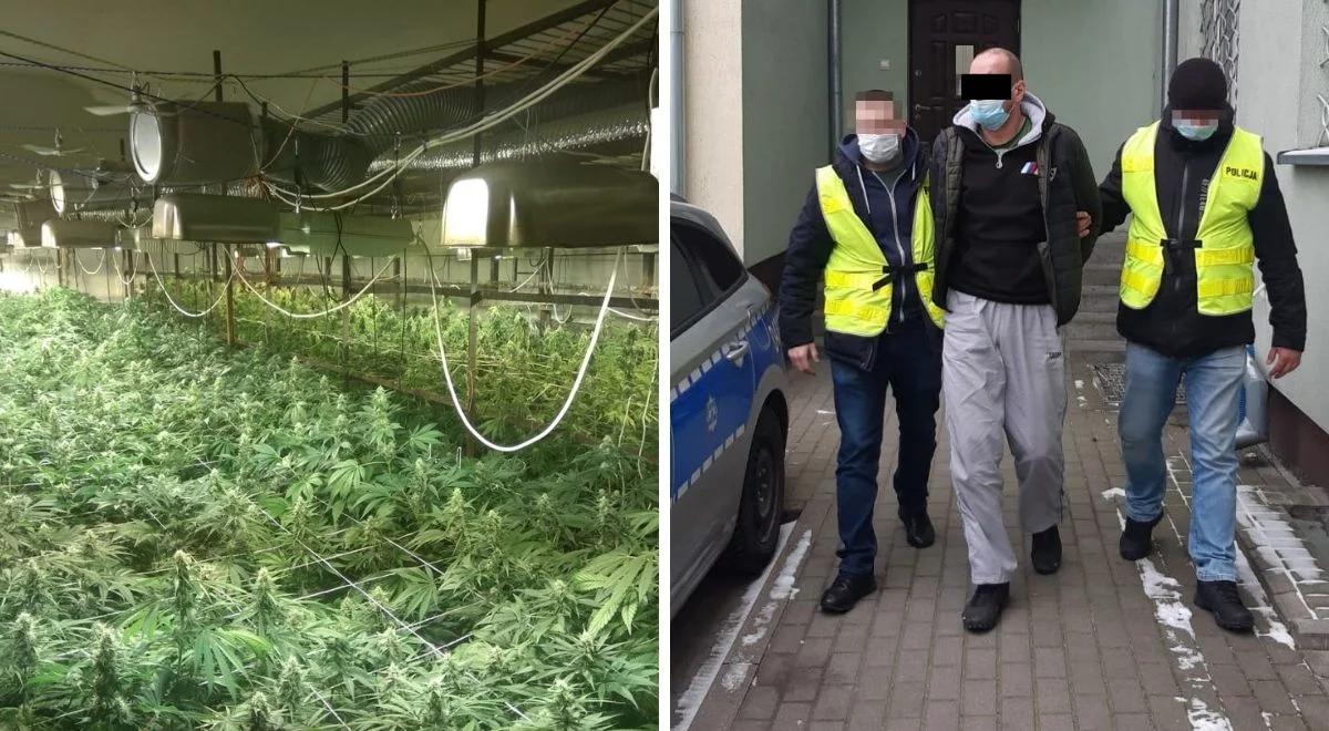 Marihuana zamiast pieczarek. Właściciele nielegalnej hodowli będą mieli kłopoty