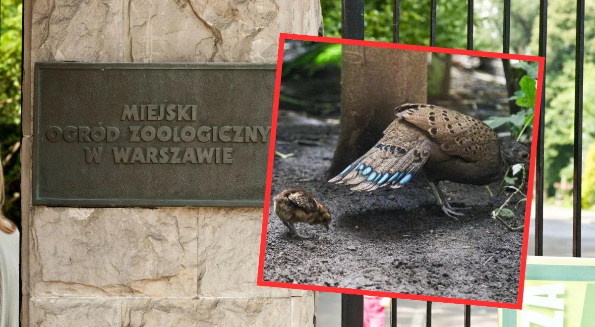 Cud w warszawskim ZOO. Taki gatunek nie urodził się nigdzie na świecie