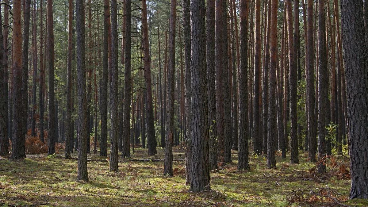 Wzrasta zagrożenie pożarowe w lasach. Najgorzej na zachodzie i północy kraju