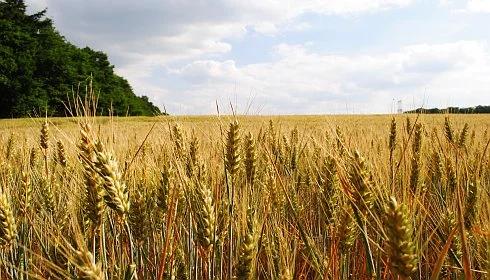 Przez pożary w Rosji drożeje w Polsce zboże