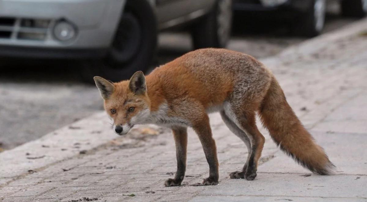 Plaga lisów w Chełmie. "Nie wolno ich drażnić ani dokarmiać"