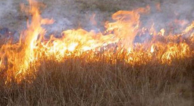 19 tysięcy pożarów z powodu wypalania traw