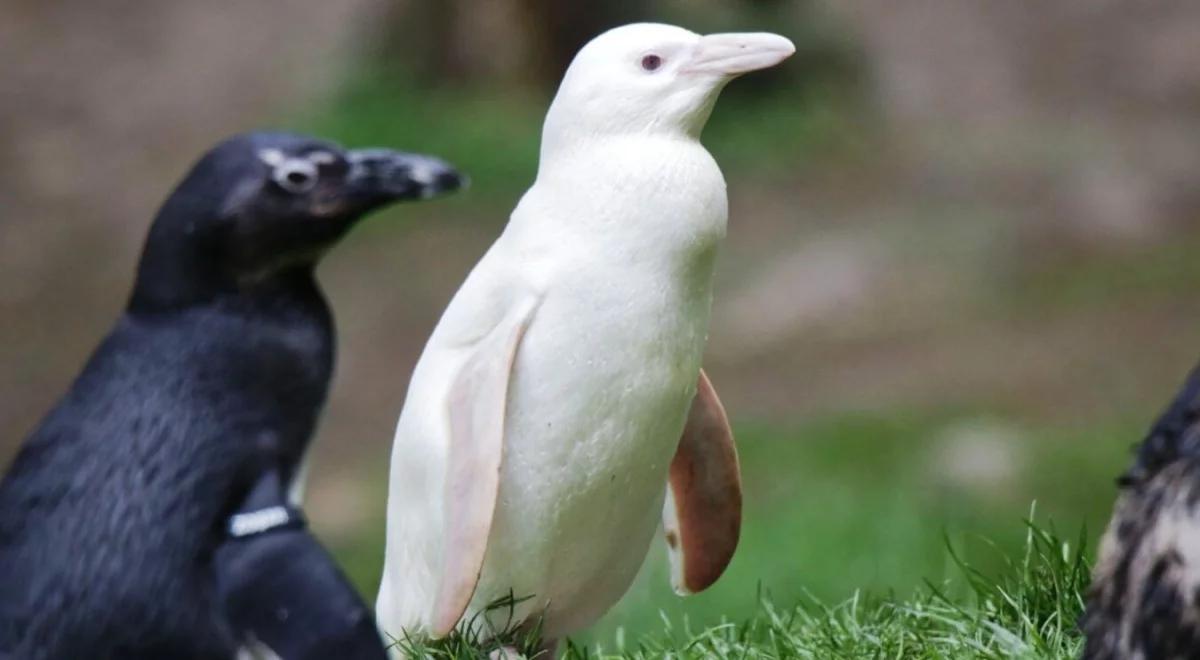 Kokosanka walczy o tytuł "Pingwina roku". Zwierzę z polskiego zoo podbija świat