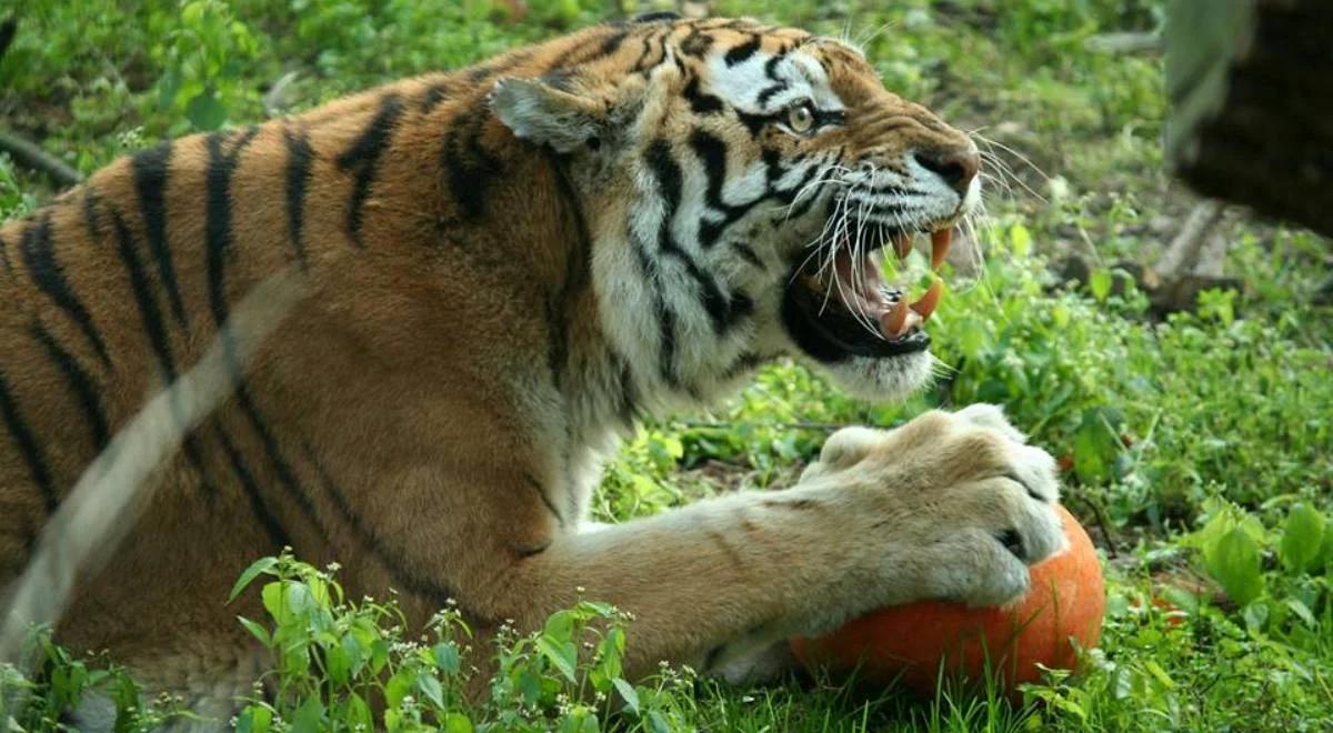 "Dźgali je kijami". Atak na tygrysy w poznańskim ZOO