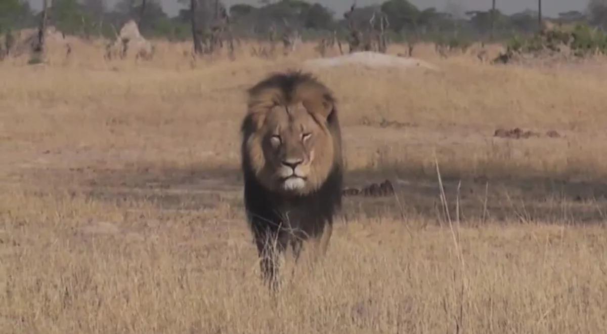 Dentysta, który zabił lwa Cecila w Zimbabwe, wraca do pracy