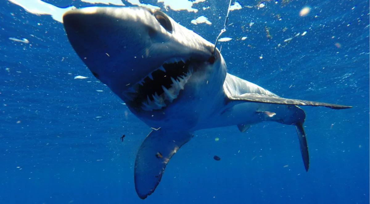 Rekiny zagrażają turystom w Portugalii. Zbliżyły się do ludzi, władze apelują