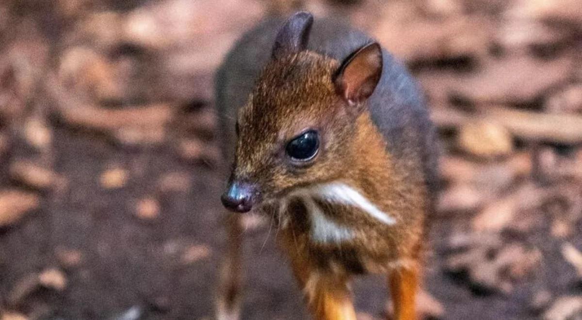 Łódź ma nowego myszojelenia. Kolejne narodziny w miejskim zoo