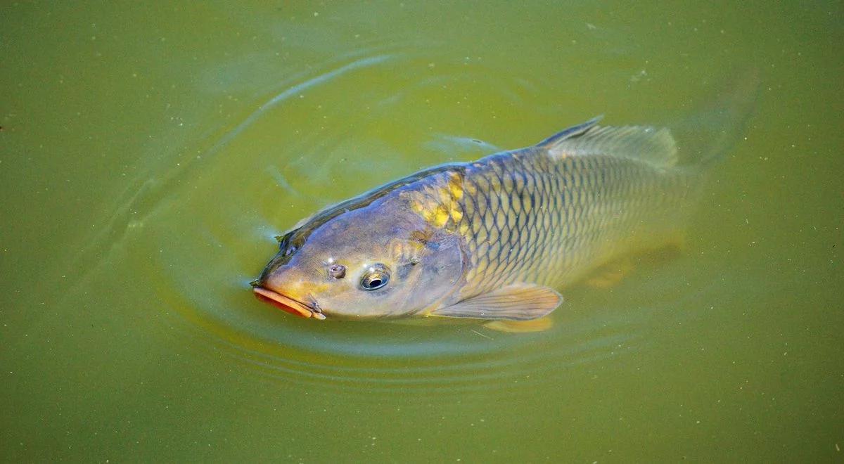 Karp jak żywy, najlepszy