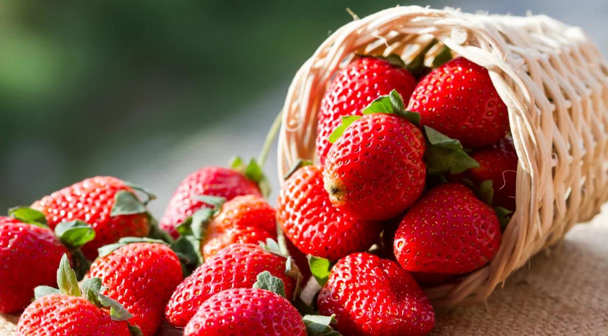 Wysoka cena truskawek. To, ile będą kosztować, zależy głównie od pogody