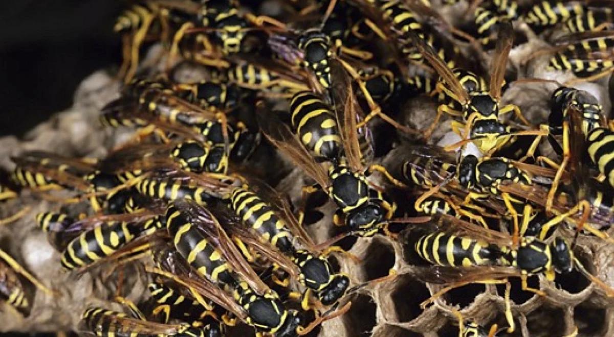 Plaga os na Mazurach. Co zrobić, kiedy użądlą?