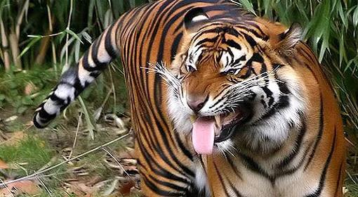 Tragedia w ogrodzie zoologicznym. Tygrys zabił kobietę